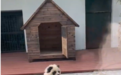 动物园回应游客排队打卡“熊猫犬”：松狮犬染的，填补没有熊猫的空白
