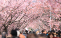 日本樱花观察②丨今年欲狂揽550亿，日本“樱花季”这张牌还能奏效吗？