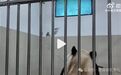 韩国人要中国“归还”大熊猫福宝，网友：明抢？无理取闹！