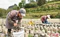 （乡村行·看振兴）广西龙州：一朵黑木耳种出边民好“钱”景