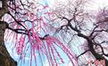 （新春走基层）浙江婺城：“龙梅”初绽暗香浮动