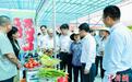 2024年中国（广西）—东盟蔬菜新品种大会开幕 1658个新品种集中亮相