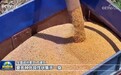 【代表委员履职故事】严建兵：加快种业创新转化 保障国家粮食安全