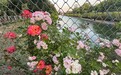 可远观，可近游！北京这处“水岸花园”新建62公里花墙