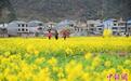 广西仫佬山乡油菜花开春意浓