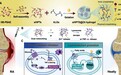 天津大学研发出新型水凝胶为类风湿性关节炎治疗提供新方法