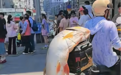 男子电动车后绑60斤大鱼遛街展示，交通安全平台：不违规，但不提倡