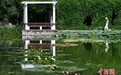 北京：市民国家植物园内观赏睡莲