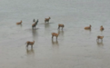 “鹿”丁兴旺！这群精灵何以能在鄱阳湖湿地撒野