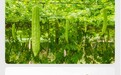 芒种时节养生多吃酸 京东七鲜云山高山东魁杨梅第二件5折
