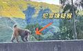 男子路边停车休息遭野猴入车袭击，警方：勿违规停车，勿投喂