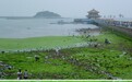 浒苔让青岛多个海水浴场“变草原”，当地：单天曾清理四百余吨