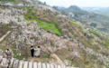 重庆璧山：樱桃花开引游客