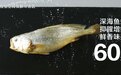 海尔磁控全空间保鲜冰箱：冻鱼60天，海里一样鲜