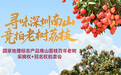 寻味深圳南山，竞拍老树荔枝 2025深圳南山荔枝采摘权即将开拍