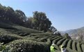 西湖龙井开采：一抹茶香里的老手艺与新技术