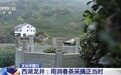 文化中国行丨西湖龙井核心产区迎来采摘高峰期 来品尝春天的一口“鲜”