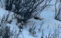 四川甘孜生态护林员拍下雪豹过马路 爬上半山腰时不忘回头“互动”