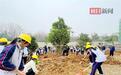 “神秘”新城实验高中首揭面纱：师生来种桂花了