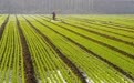 全国冬小麦播种近七成(2)#
