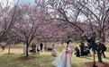 上海樱花节将于3月15日开启：持续一个月，顾村公园首推夜间赏樱