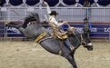 加拿大皇家赛马节举行牛仔竞技赛