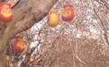 上海小马路年味浓：行道树上挂“福袋”，头上有“福”，踮脚沾“福”