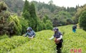 山东日照：茶香盈山海 茶旅融合绘新篇