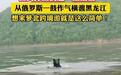 黑熊横渡黑龙江从俄罗斯“偷渡”到中国，当地回应