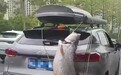 男子将巨型鱼绑车尾游街，交警大队：已通知车主来处理，属不良行为