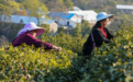 抢采“明前茶”