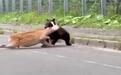 一头熊当街猎杀活鹿，导致交通瘫痪，现场视频曝光，日本北海道当地已发布“棕熊警报”