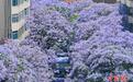昆明蓝花楹迎盛花期 游客共赴紫色花海之约