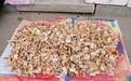 小小野生菌 释放大“蘑”力