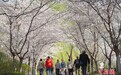 北京玉渊潭公园樱花提前绽放