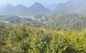 广东韶关山茶油“闯世界”：土特产变身国际范儿