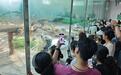 大熊猫“网网”“升谊”亮相！四川北川大熊猫文旅消费季启幕