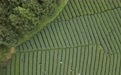 西南小城的新茶事