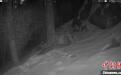 秦岭再现罕见棕色大熊猫