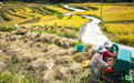贵州长顺：水稻成熟 开镰收割(3)
