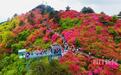 人间四月天，麻城看杜鹃！龟峰山杜鹃迎来盛花期
