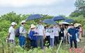 中外官员学者在广西参与红树林保护修复现场教学