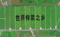 乌江榨菜多维发力创新，夯实“世界榨菜之乡”核心地位