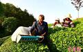 湖北保康：“便携采茶机”提升采摘效率