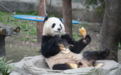 大熊猫“渝可”高频率抓痒挠耳 重庆动物园通报