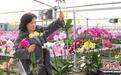（乡村行·看振兴）浙江年宵花产销旺 农业科技助“花香”传四海