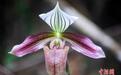 广东茂名约300株紫纹兜兰迎来盛花期