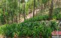云南普洱：深山藏“绿富密码” 林下中药材长出致富新图景