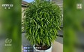 你刷到的奥运冠军代言可能是假的！起底AI仿冒带货新骗局