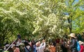 北京：紫竹院公园流苏花迎来盛花期